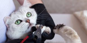 Cat Grooming Redcliffe